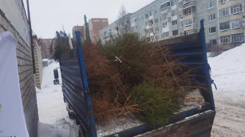 Елковорот