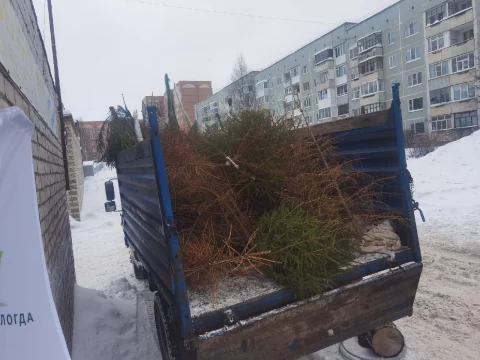 Елковорот