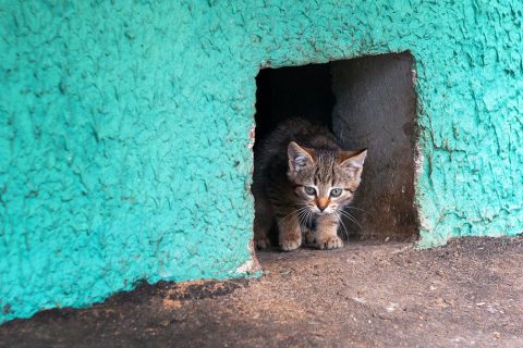 Как узаконить проживание кошек в подвале