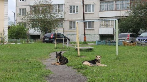 Собаки в доме: рекомендации (часть 3)