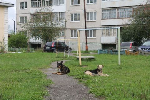 Собаки в доме: рекомендации (часть 3)