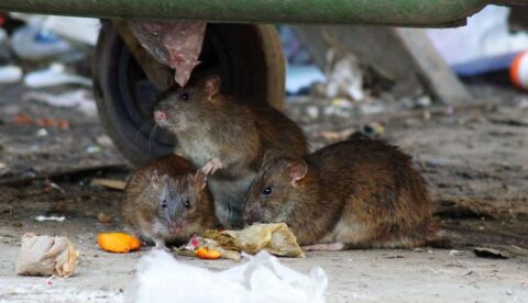 Как будут бороться с тараканами и крысами в жилых домах с 1 марта 2025 г.